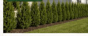 Spartan Juniper row used for neighbor screening along a shared property line