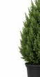 15-gallon Spartan Juniper fast start โ larger established upright evergreen in nursery pot