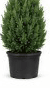 3-gallon Spartan Juniper starter โ small upright columnar evergreen in nursery pot