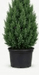 5-gallon Spartan Juniper standard โ medium upright columnar evergreen in nursery pot