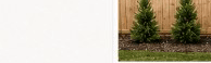 Young Spartan Juniper privacy plants with visible spacing between starters โ Year 1