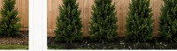 Spartan Juniper plants filling in with partial screening โ Year 2โ4