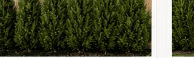 Spartan Juniper hedge forming solid privacy along a fence โ Year 5โ7