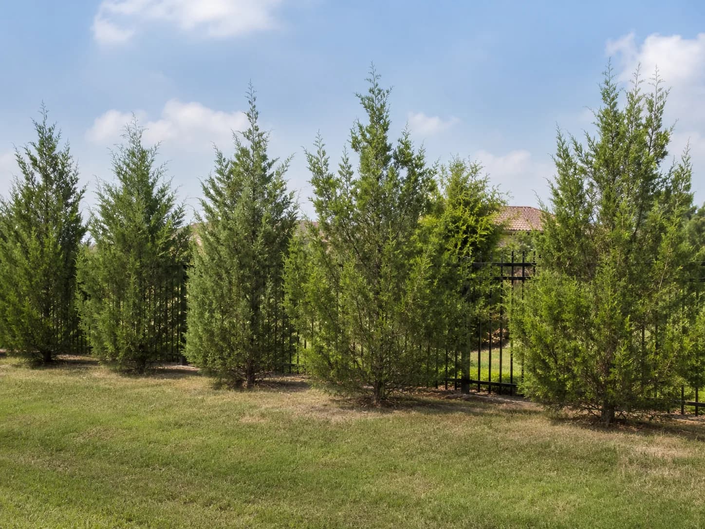 Eastern Red Cedar privacy hedge line โ hedge screen planning example